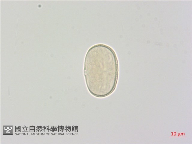 玉山當歸藏品圖，第2張
