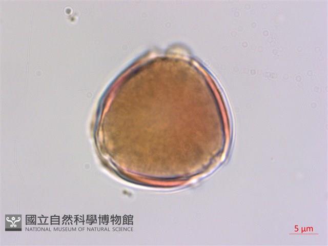 毛咀簽藏品圖，第1張