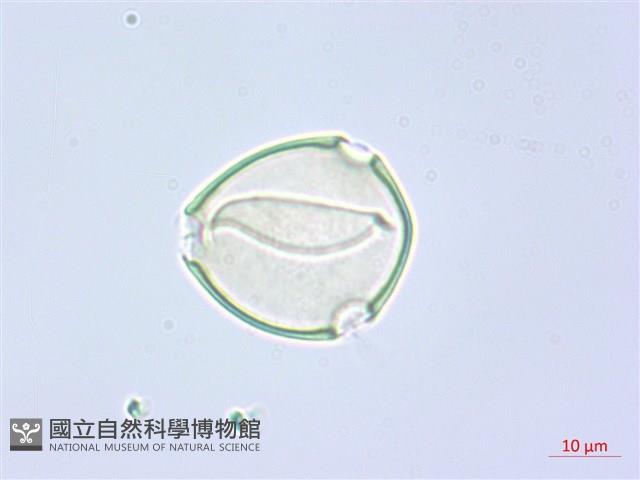 阿里山水晶蘭藏品圖，第1張