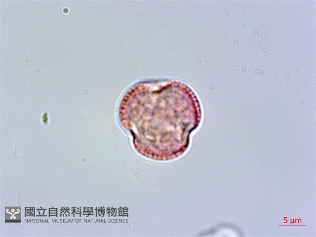 呂宋水錦樹藏品圖，第1張