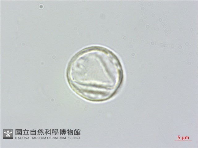水麻藏品圖，第1張