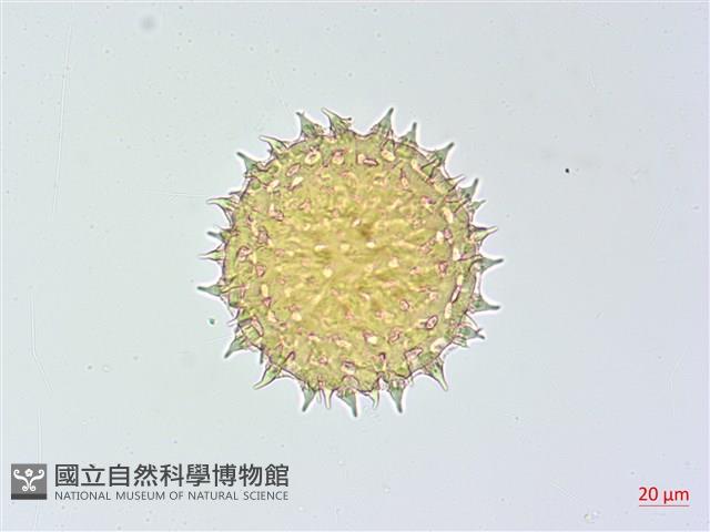 厚葉牽牛藏品圖，第2張