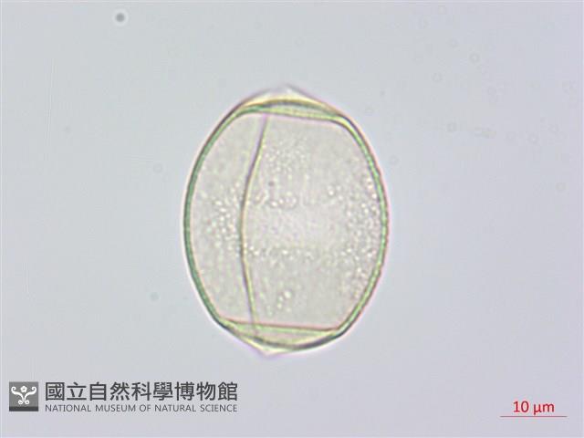 綿棗兒、地棗子藏品圖，第1張