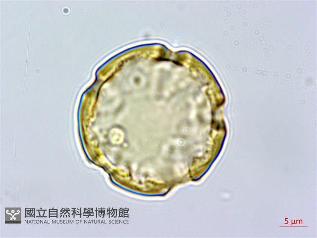 菲島福木藏品圖，第1張