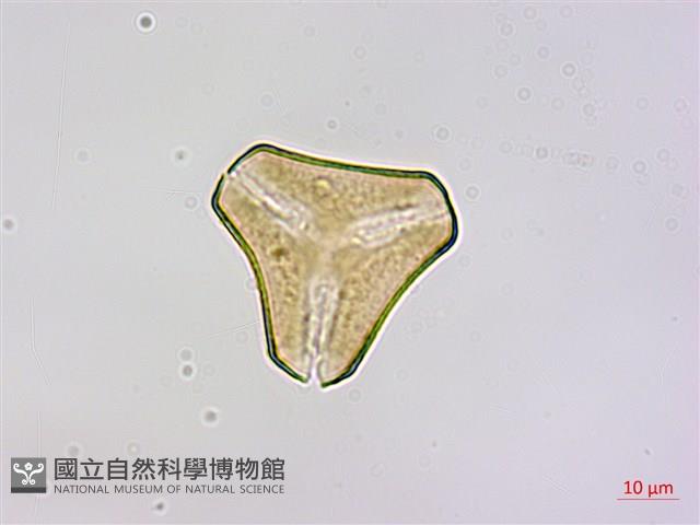 恆春桑寄生藏品圖，第1張