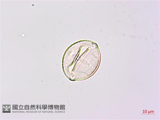 寬翼豆藏品圖，第1張