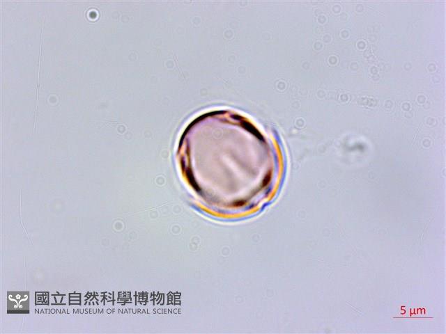 排香草藏品圖，第1張