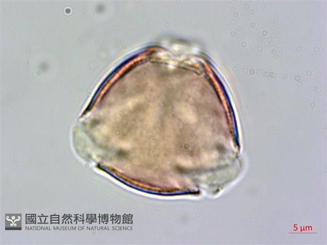 哈哼花藏品圖，第2張