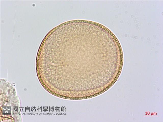 番仔林投藏品圖，第1張