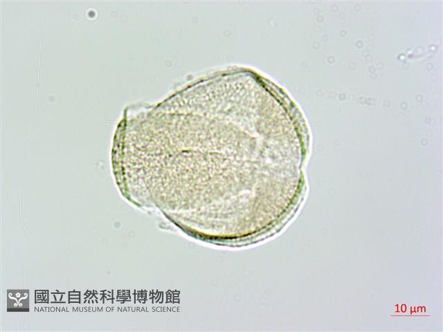 台灣鬼督郵藏品圖，第2張