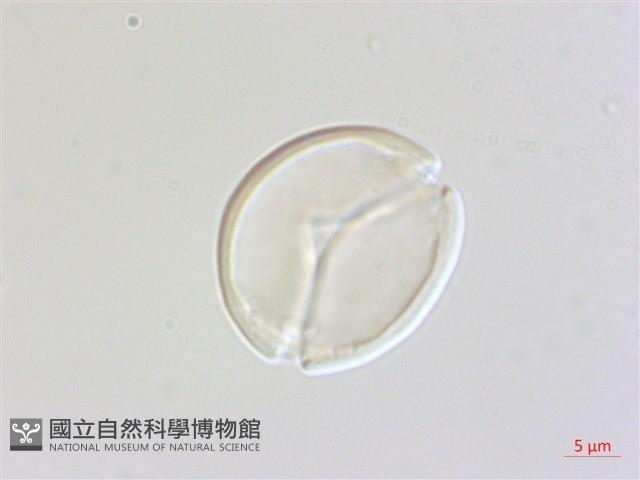 賽赤楠藏品圖，第1張