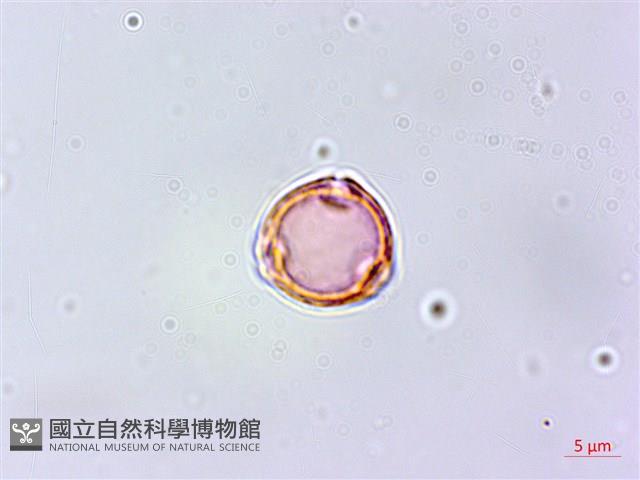 紅頭鐵莧、蘭嶼鐵莧藏品圖，第2張