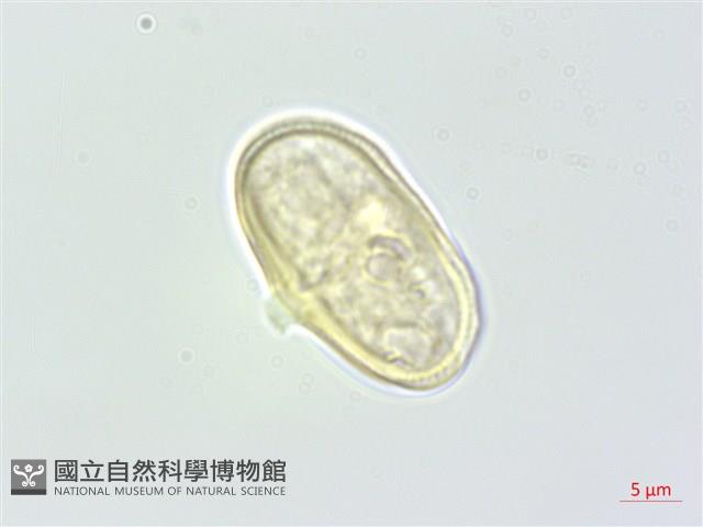 濱當歸藏品圖，第1張