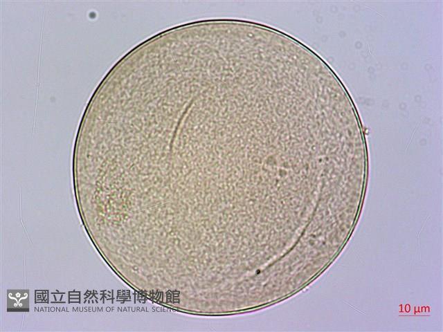 疣柄魔芋、雷公統、巨花蒟蒻、南天星藏品圖，第1張