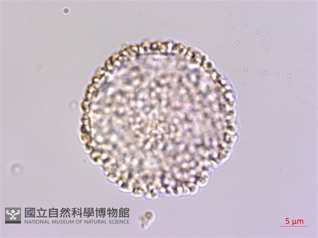 琉球黃楊藏品圖，第1張