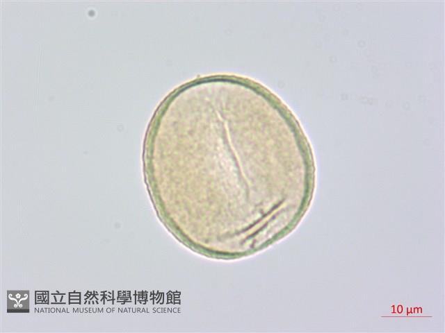 山寶鐸花藏品圖，第1張