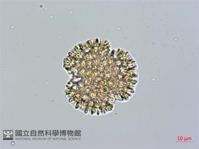 火炭母草藏品圖，第2張