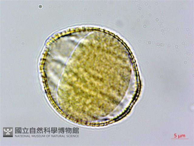 節毛鼠尾草、賴斷頭草藏品圖，第1張