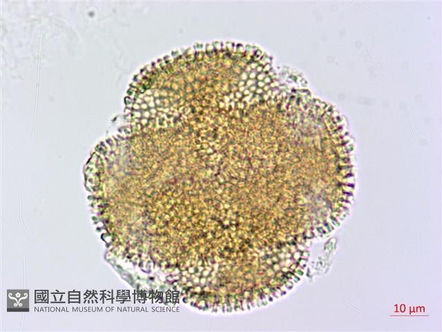 小角柱花藏品圖，第1張