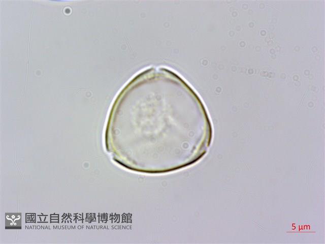 大花赤楠藏品圖，第1張