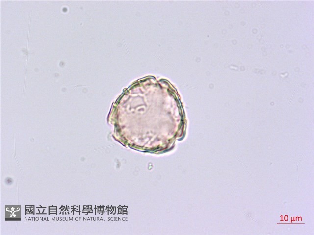 蘭嶼八角金盤藏品圖，第2張