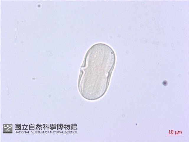 森氏當歸藏品圖，第1張