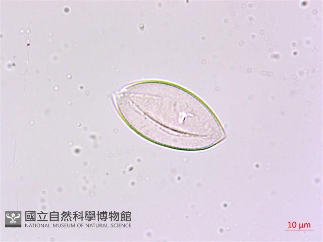 細葉麥門冬藏品圖，第1張