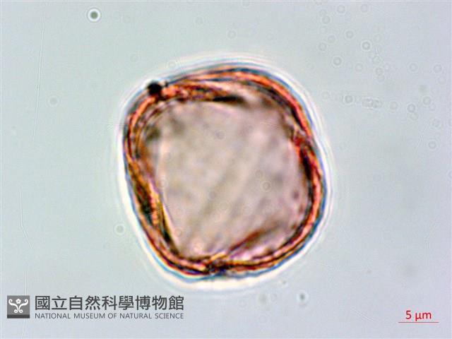 黃菫藏品圖，第1張