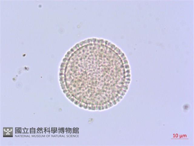 白花瑞香藏品圖，第1張