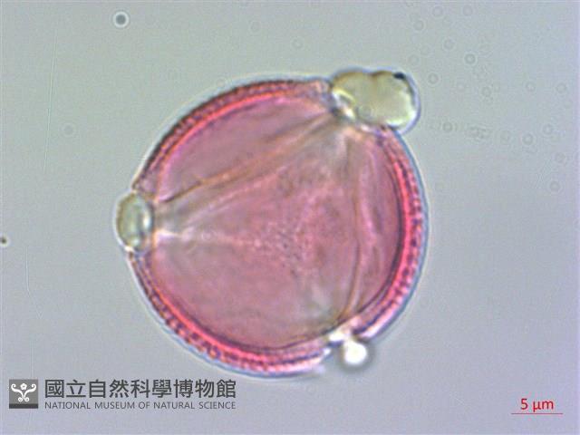 阿里山清風藤藏品圖，第1張