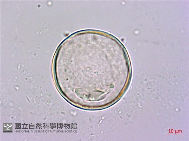 密毛魔芋藏品圖，第1張