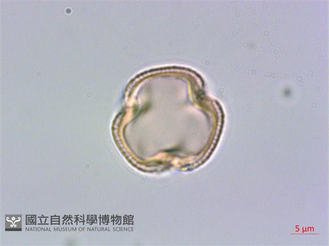 山豬肉藏品圖，第1張