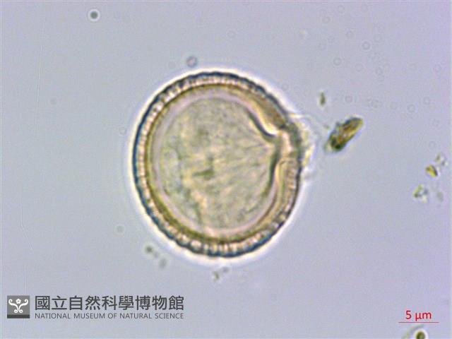 綠樟藏品圖，第1張