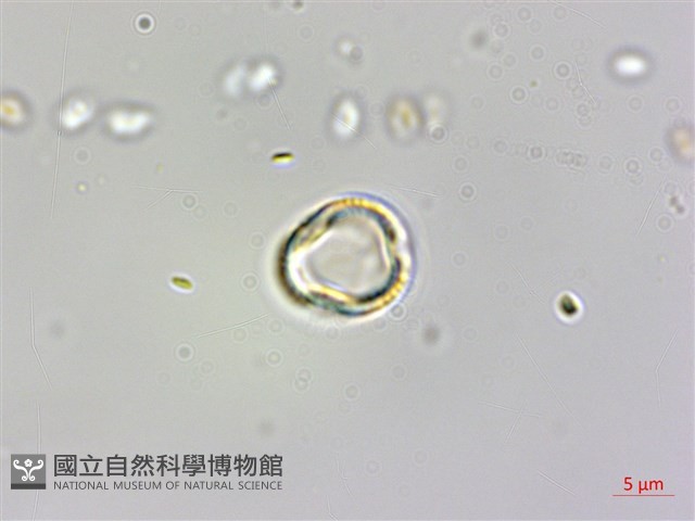 圓果秋海棠藏品圖，第2張