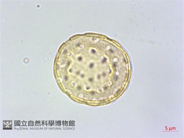 刺莧藏品圖，第2張