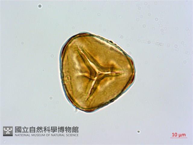 細毛碗蕨藏品圖，第1張