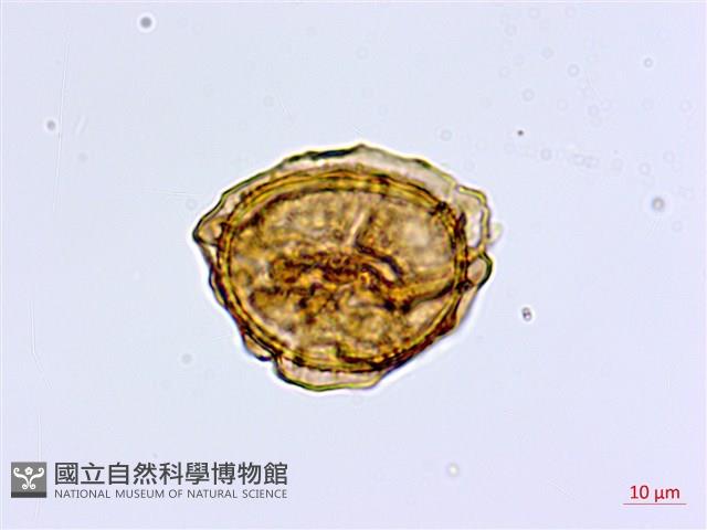 革葉鐵角蕨藏品圖，第1張
