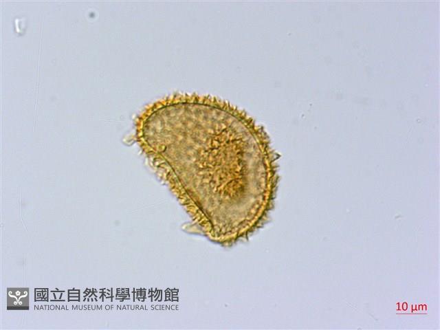 臺灣雙蓋蕨藏品圖，第2張