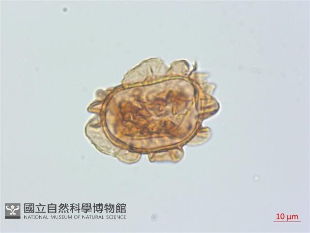 假腸蕨藏品圖，第2張