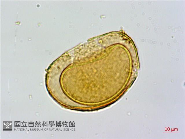 Accession Number:P011959 Collection Image, Figure 2, Total 8 Figures