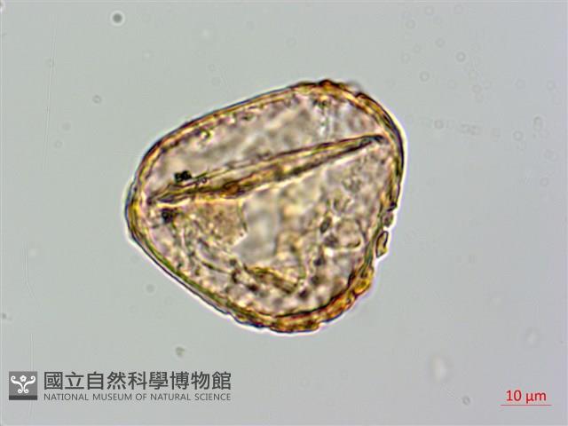 登錄號:P009859藏品圖，第2張