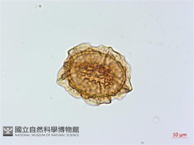 鐵角蕨藏品圖，第1張