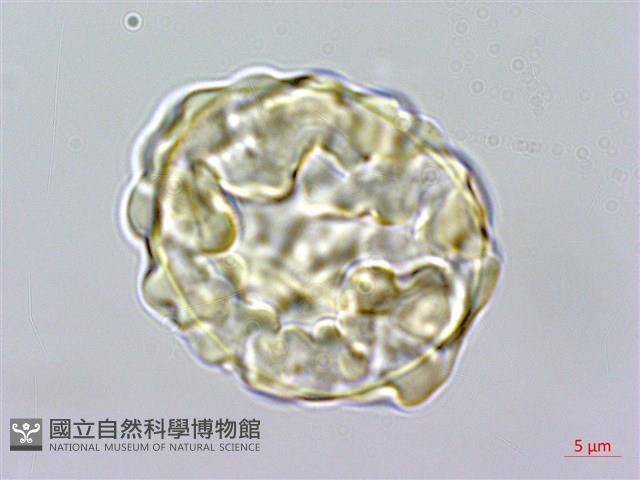 馬來陰石蕨藏品圖，第2張