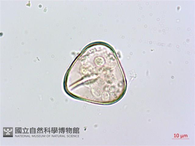 粗毛鱗蓋蕨藏品圖，第2張