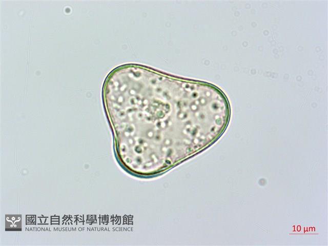 華南鱗蓋蕨藏品圖，第2張