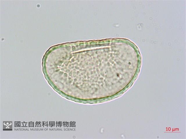 長葉陰石蕨藏品圖，第1張