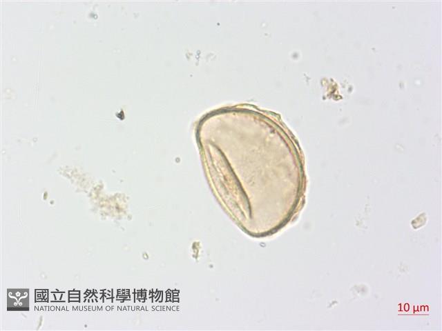 生芽蹄蓋蕨藏品圖，第2張