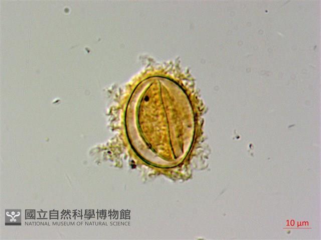 蛇脈三叉蕨藏品圖，第2張