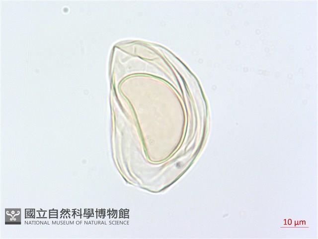 川上氏雙蓋蕨藏品圖，第2張