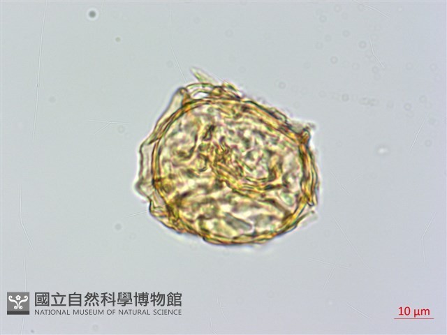 愛德氏肋毛蕨藏品圖，第2張